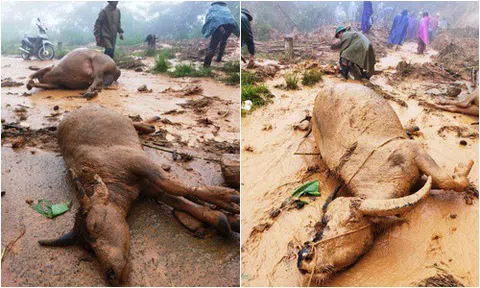 Nghệ An: Sạt lở đất kinh hoàng, người dân ngậm ngùi nhìn đàn trâu 8 con bị vùi lấp